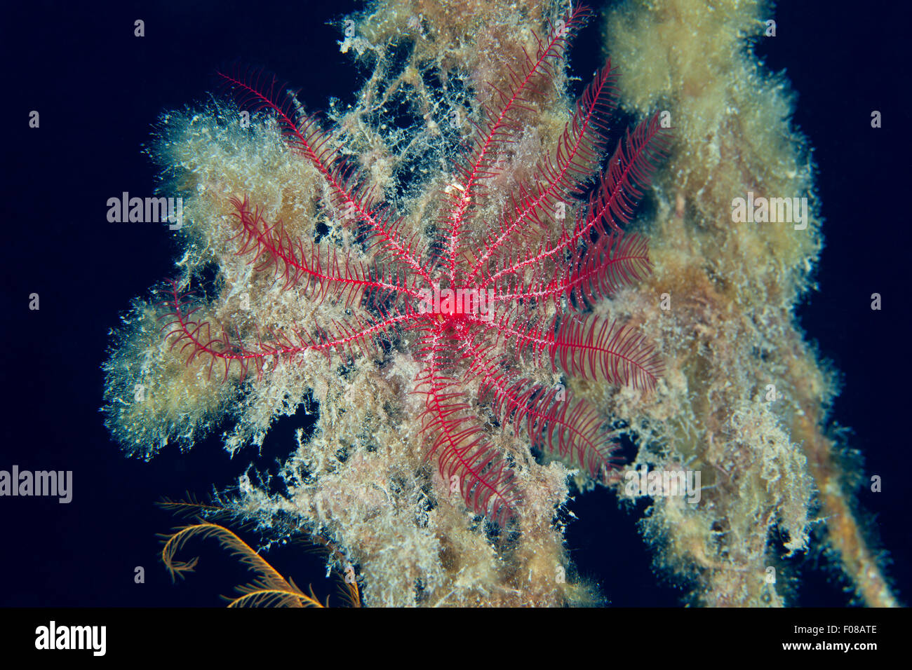 Mediterraneo stelle piuma, Antedon mediterranea, Ponza, Italia Foto Stock