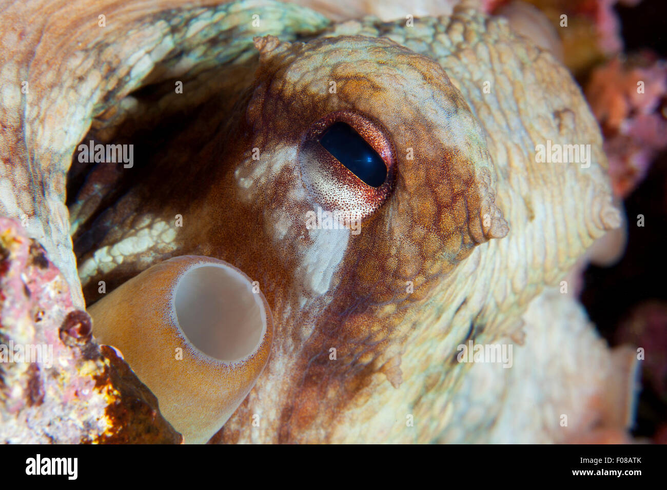 Chiusura del polpo, Octopus vulgaris, Ponza, Italia Foto Stock