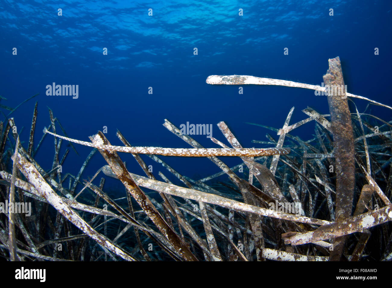 Broadnosed Pipefish nascondendo in piante fanerogame, Syngnathus typhle, Ponza, Italia Foto Stock