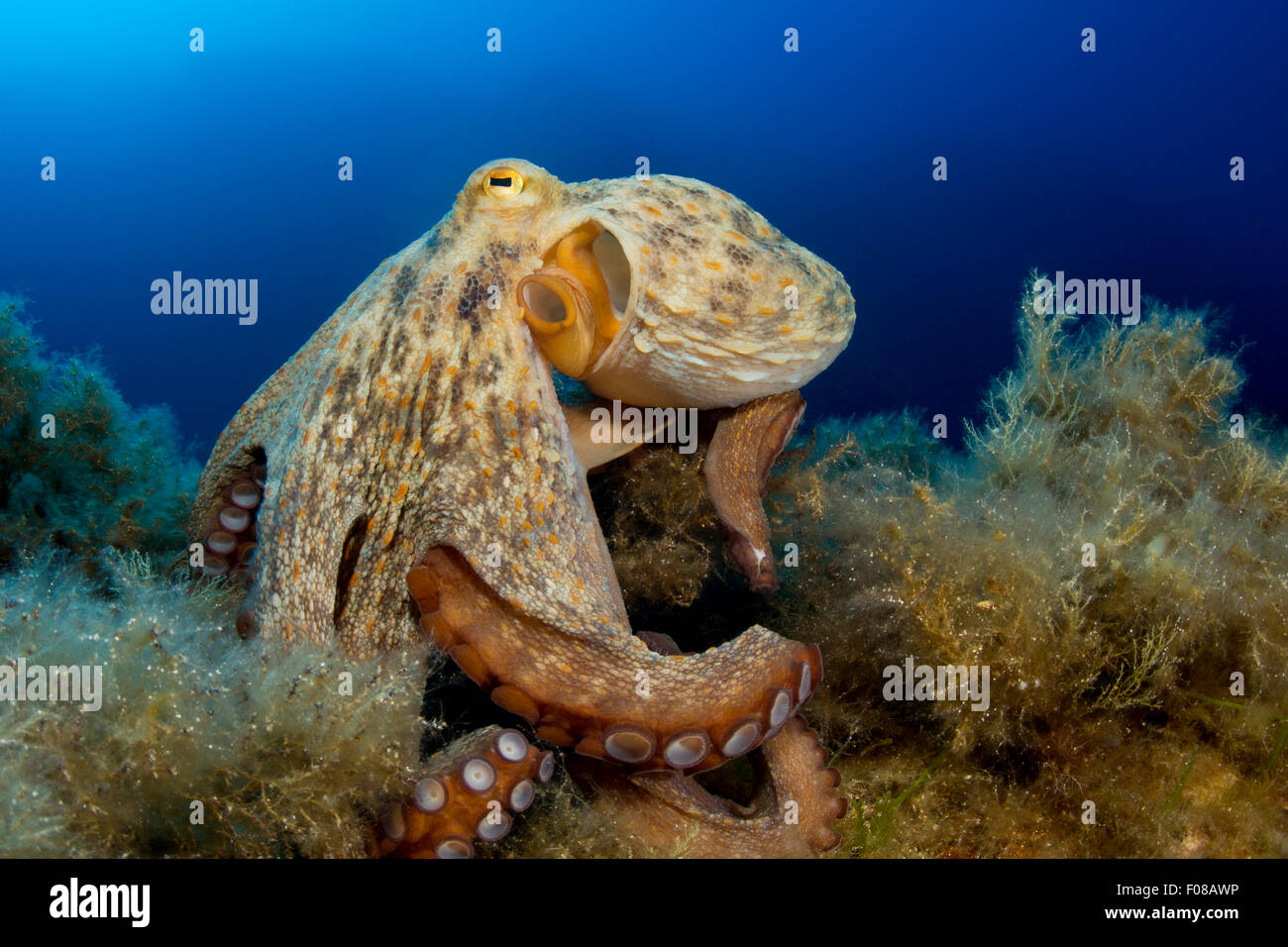 Polpo, Octopus vulgaris, Ponza, Italia Foto Stock