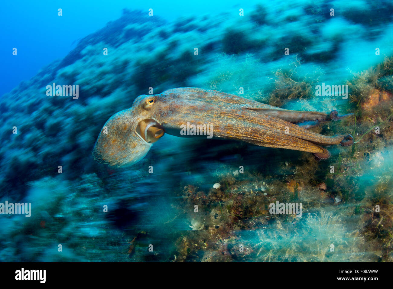 Polpo, Octopus vulgaris, Ponza, Italia Foto Stock