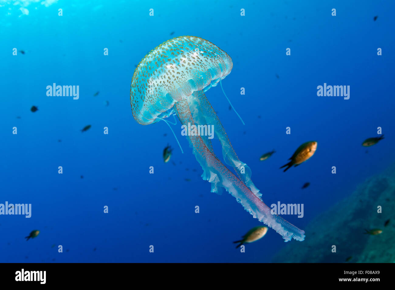Mauve Stinger meduse, Pelagia noctiluca, Ponza, Italia Foto Stock