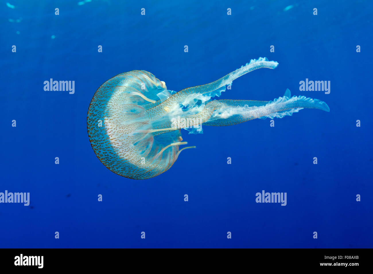 Medusa malva di stinger immagini e fotografie stock ad alta risoluzione — free download