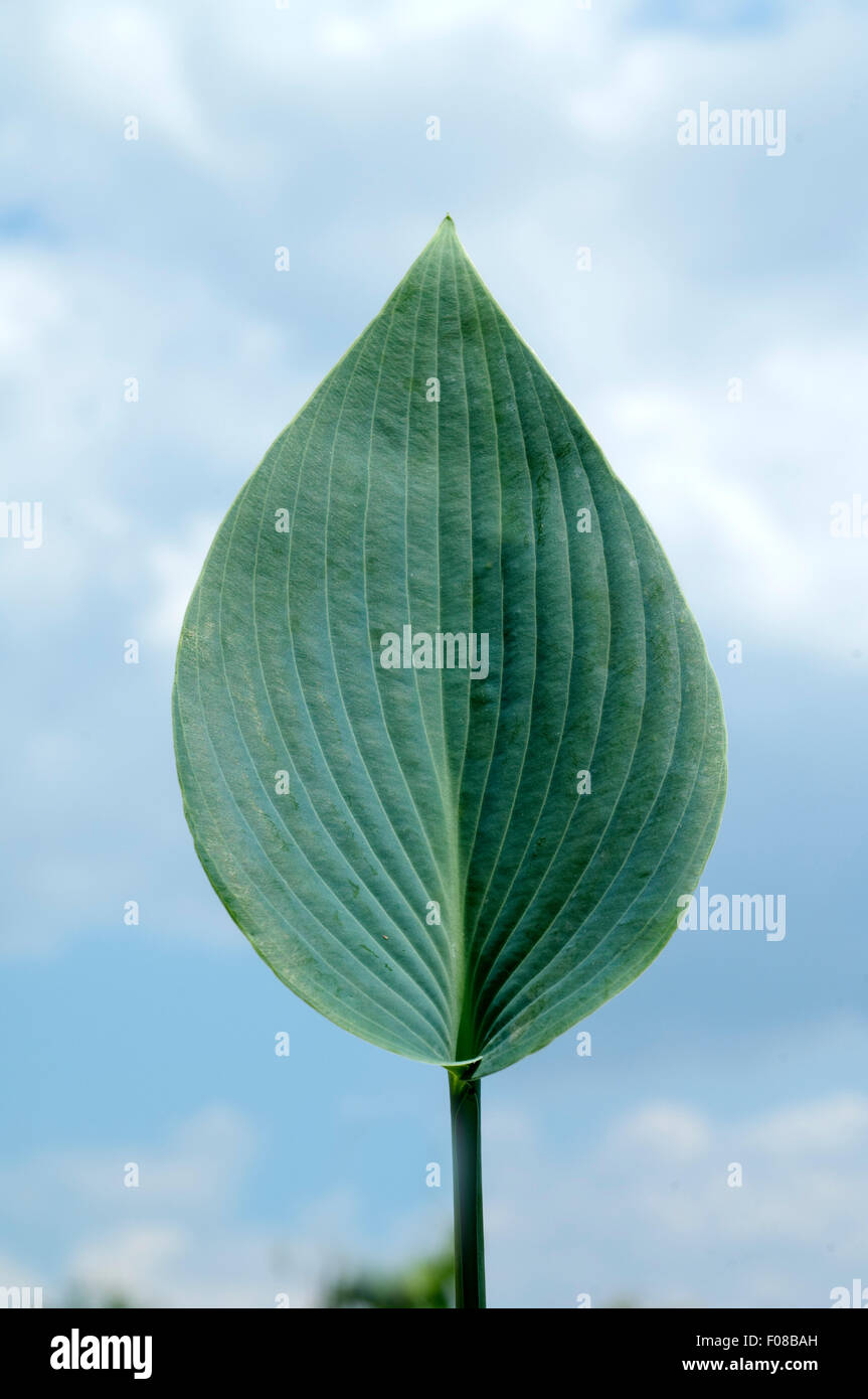 Hosta; Blaetter, foglie Blaublattfunkie, Hosta, sieboldii Foto Stock