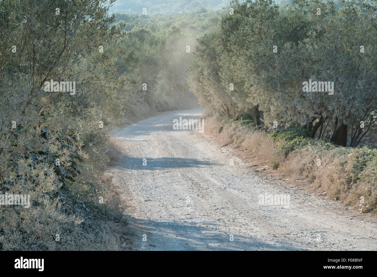 Istria, Croazia. Un tipico sterrata paese polverosa strada fiancheggiata da alberi di olivo Foto Stock