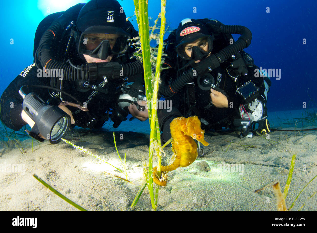 Rebreather Diver e corto-snouted Seahorse, Hippocampus hippocampus, Ponza, Italia Foto Stock