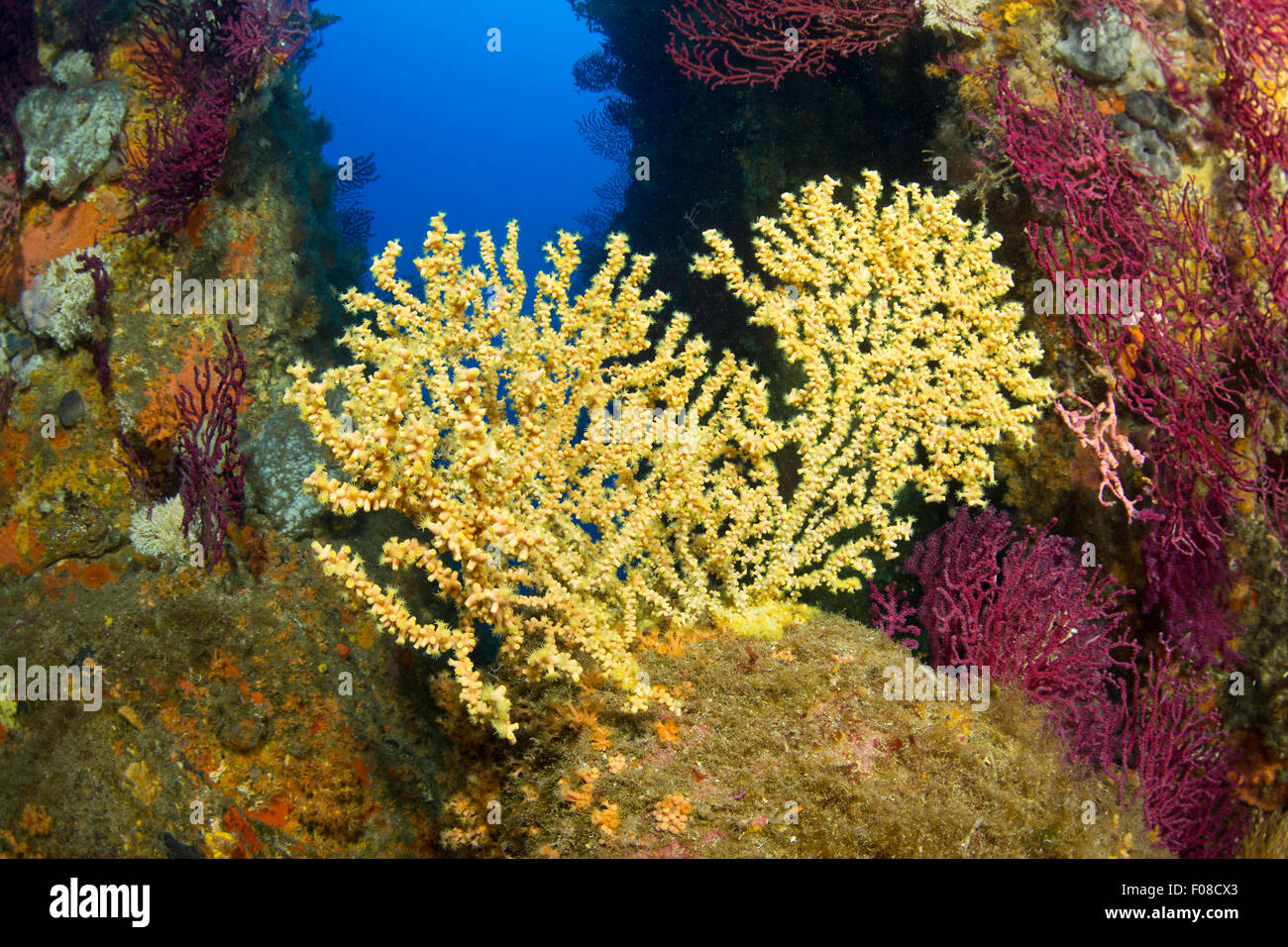 Mediterraneo corallo nero, Gerardia savaglia, Santa Teresa, Sardegna, Italia Foto Stock