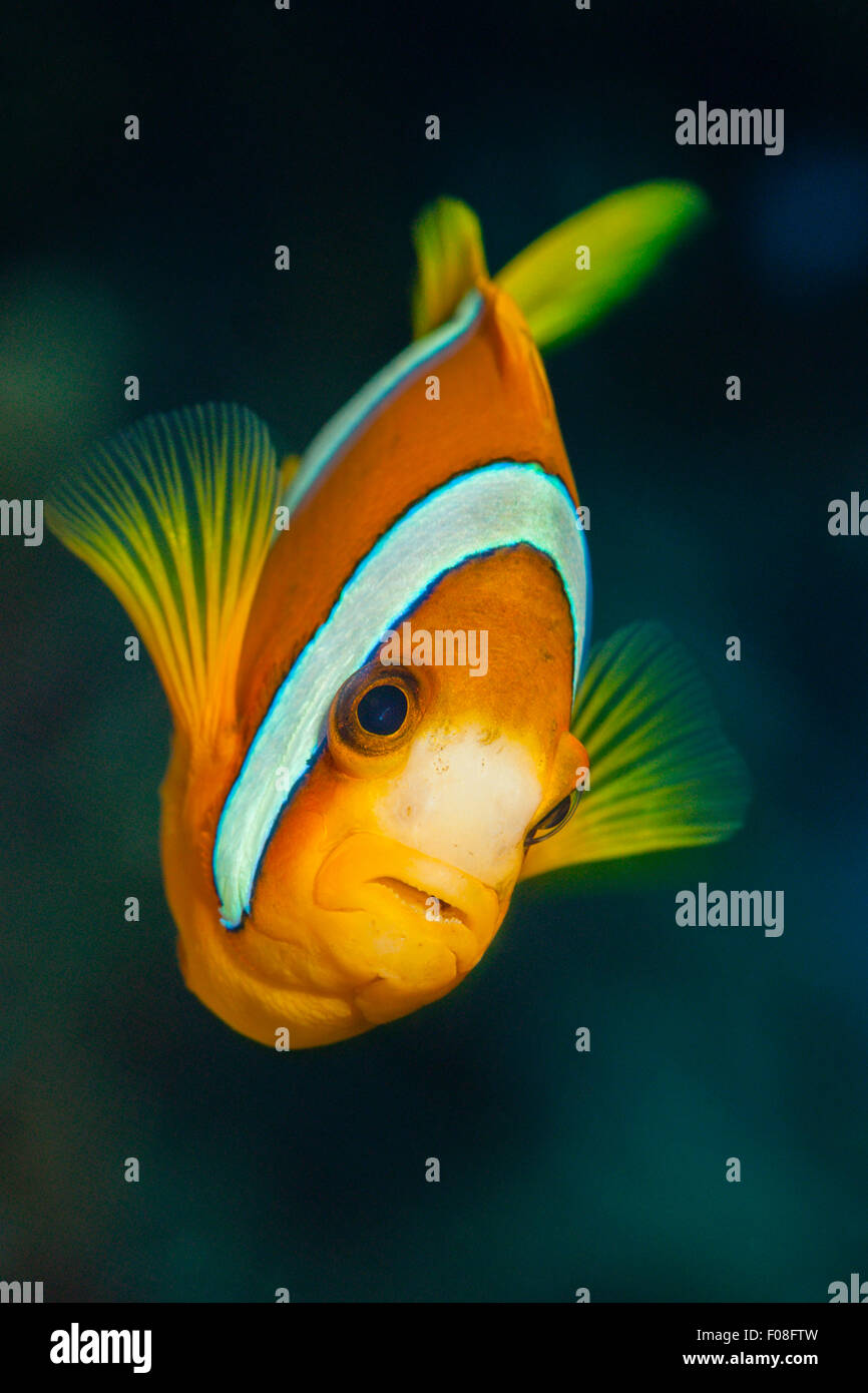 Clarks Anemonenfish, Amphiprion clarkii, isole Florida, Isole Salomone Foto Stock