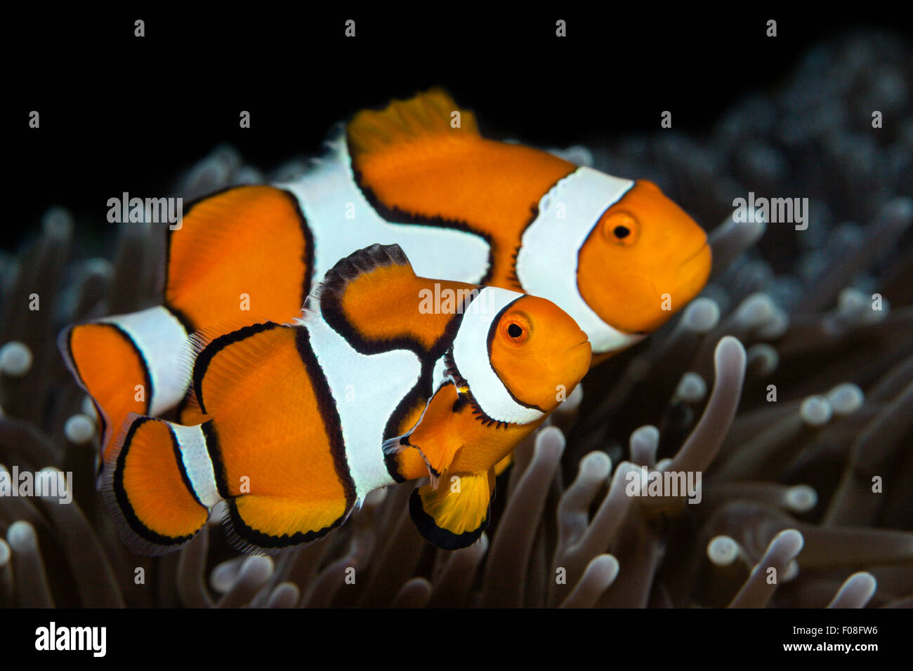 Coppia di clown, Anemonefish Amphiprion percula, isole Florida, Isole Salomone Foto Stock