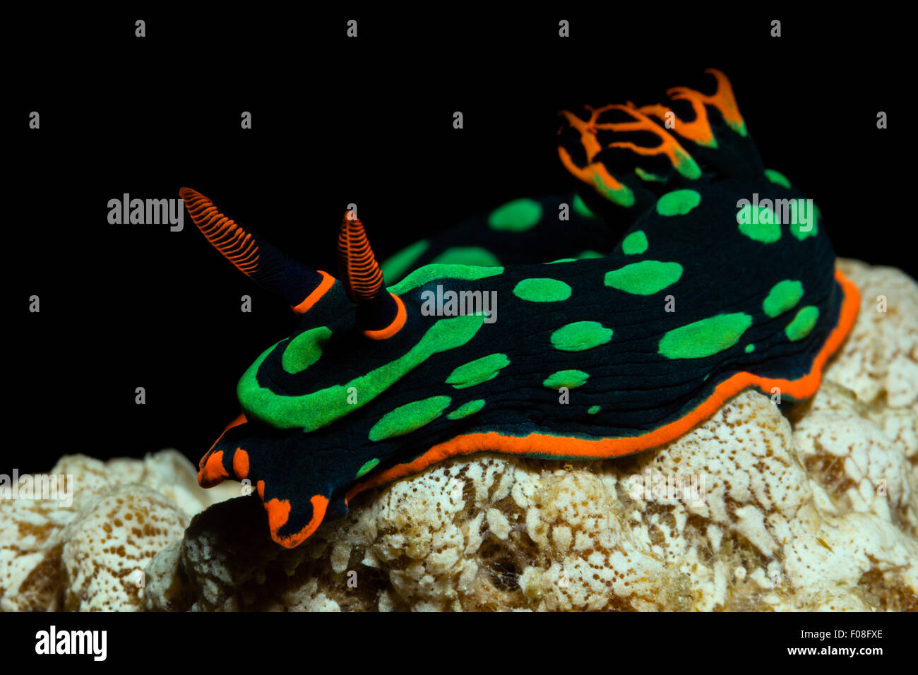 Il Neon Slug, Nembrotha kubaryana, isole Florida, Isole Salomone Foto Stock