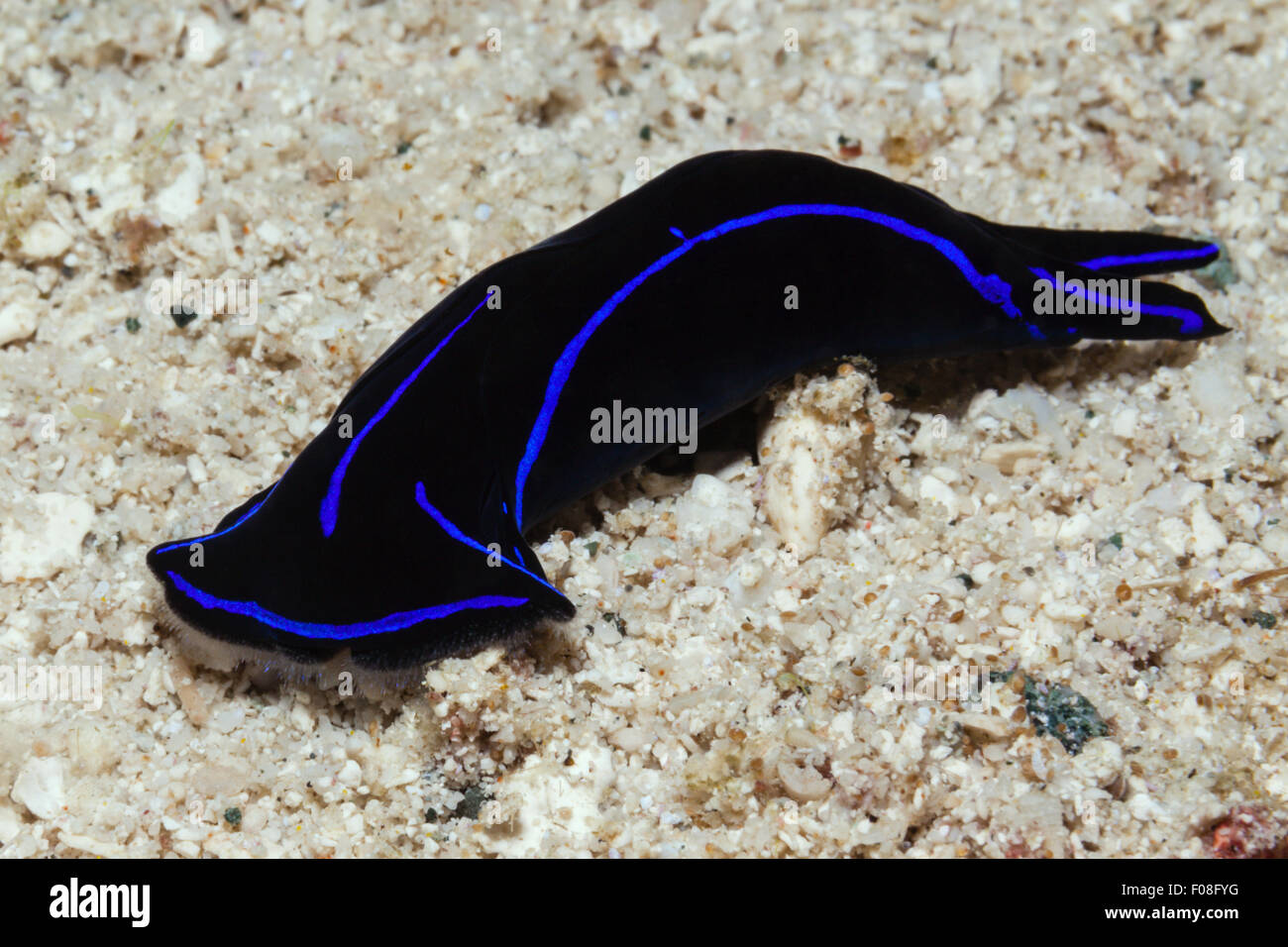 Mare Headshield Slug, Chelidonura varinas, isole Florida, Isole Salomone Foto Stock