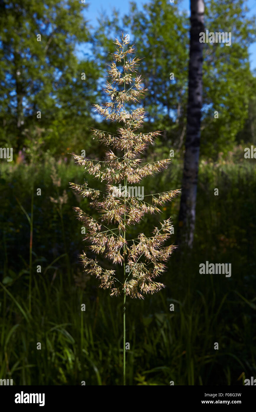 Stricta Calamagrostis, slim-stelo piccolo erba reed, Finlandia Foto Stock