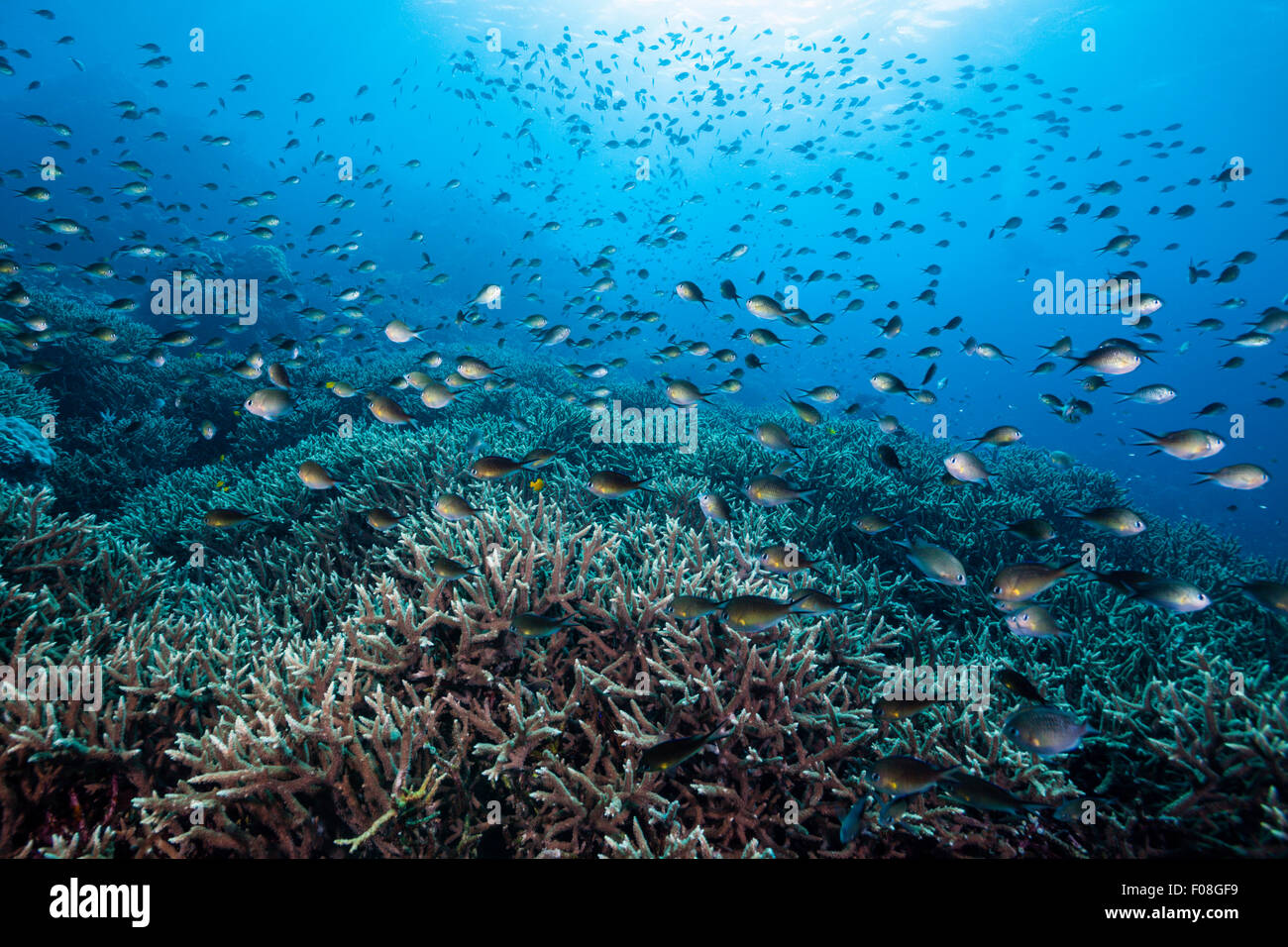 La scolarizzazione di Ambon Chromis sulla barriera corallina, Chromis amboinensis, isole Florida, Isole Salomone Foto Stock