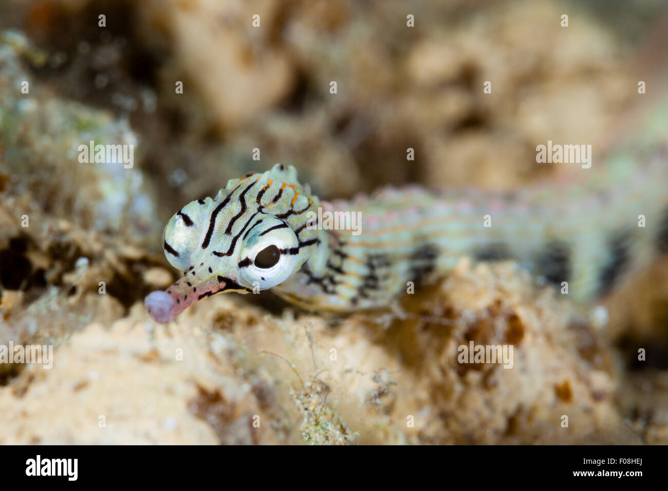 Brown-Pipefish nastrati, Corythoichthys haematopterus, Marovo Lagoon, Isole Salomone Foto Stock