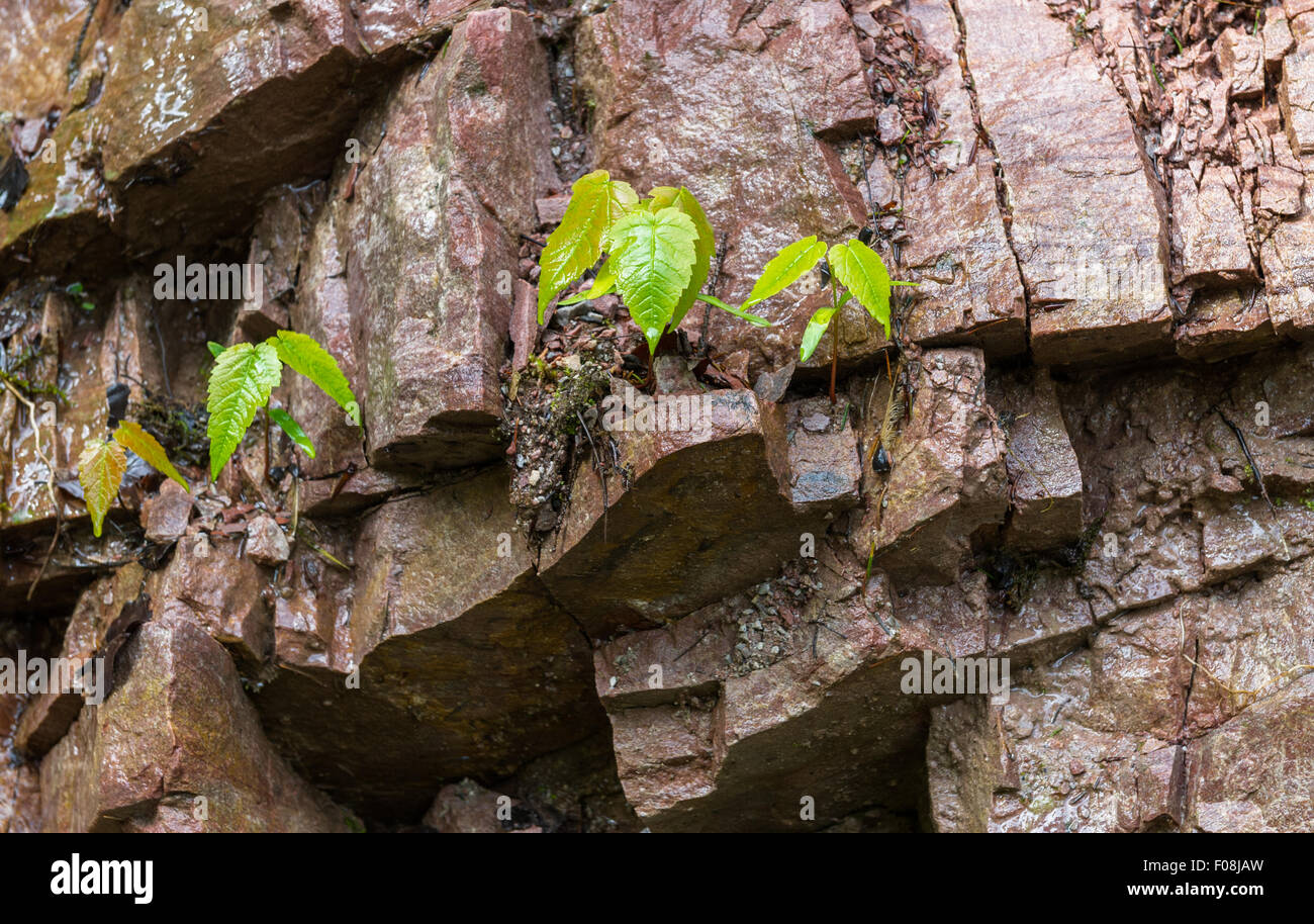 Piantine di alberi che crescono in fessure di una roccia. Foto Stock Piantine di alberi che crescono in fessure di una roccia. Foto Stock