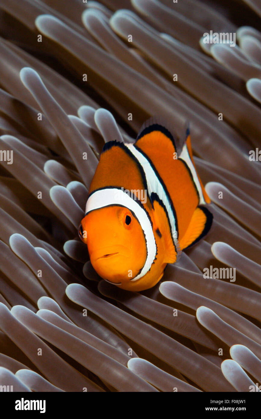 Clown Anemonefish, Amphiprion percula, isole Florida, Isole Salomone Foto Stock