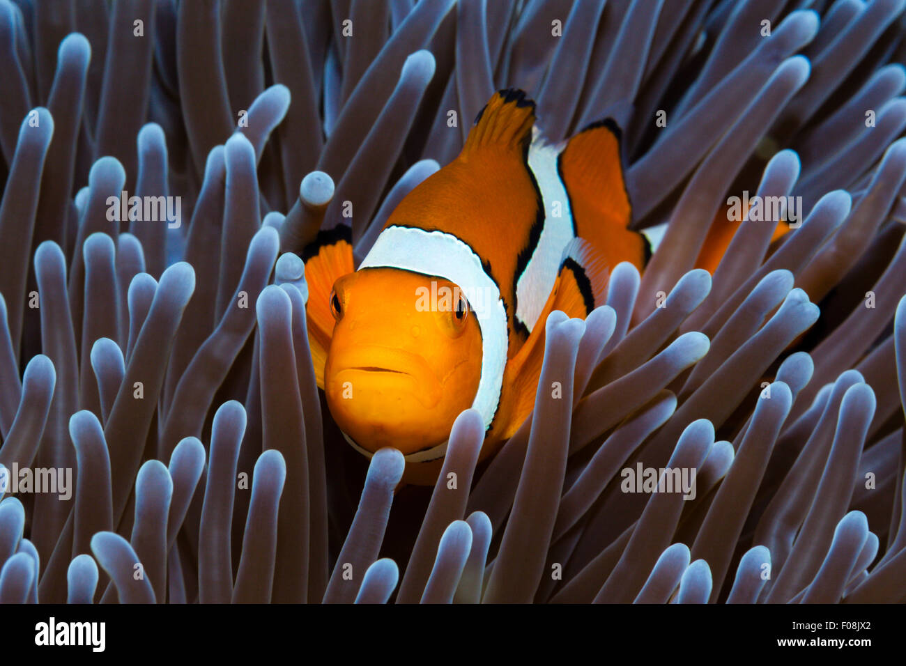Clown Anemonefish, Amphiprion percula, isole Florida, Isole Salomone Foto Stock