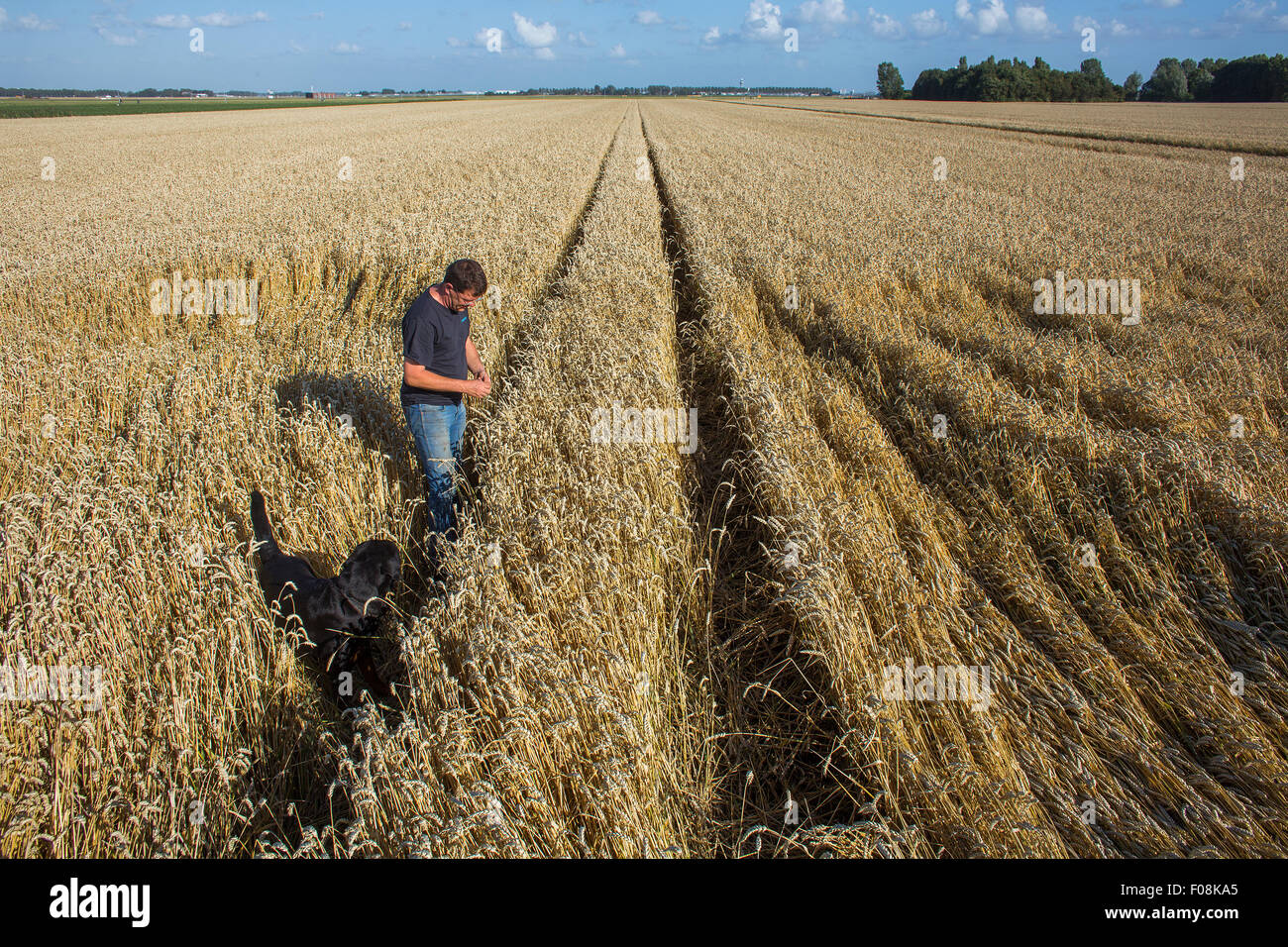 Terre agricole nei Paesi Bassi Foto Stock