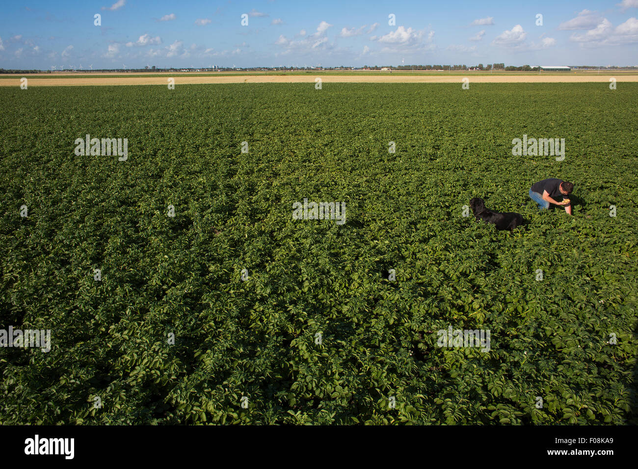 Terre agricole nei Paesi Bassi Foto Stock