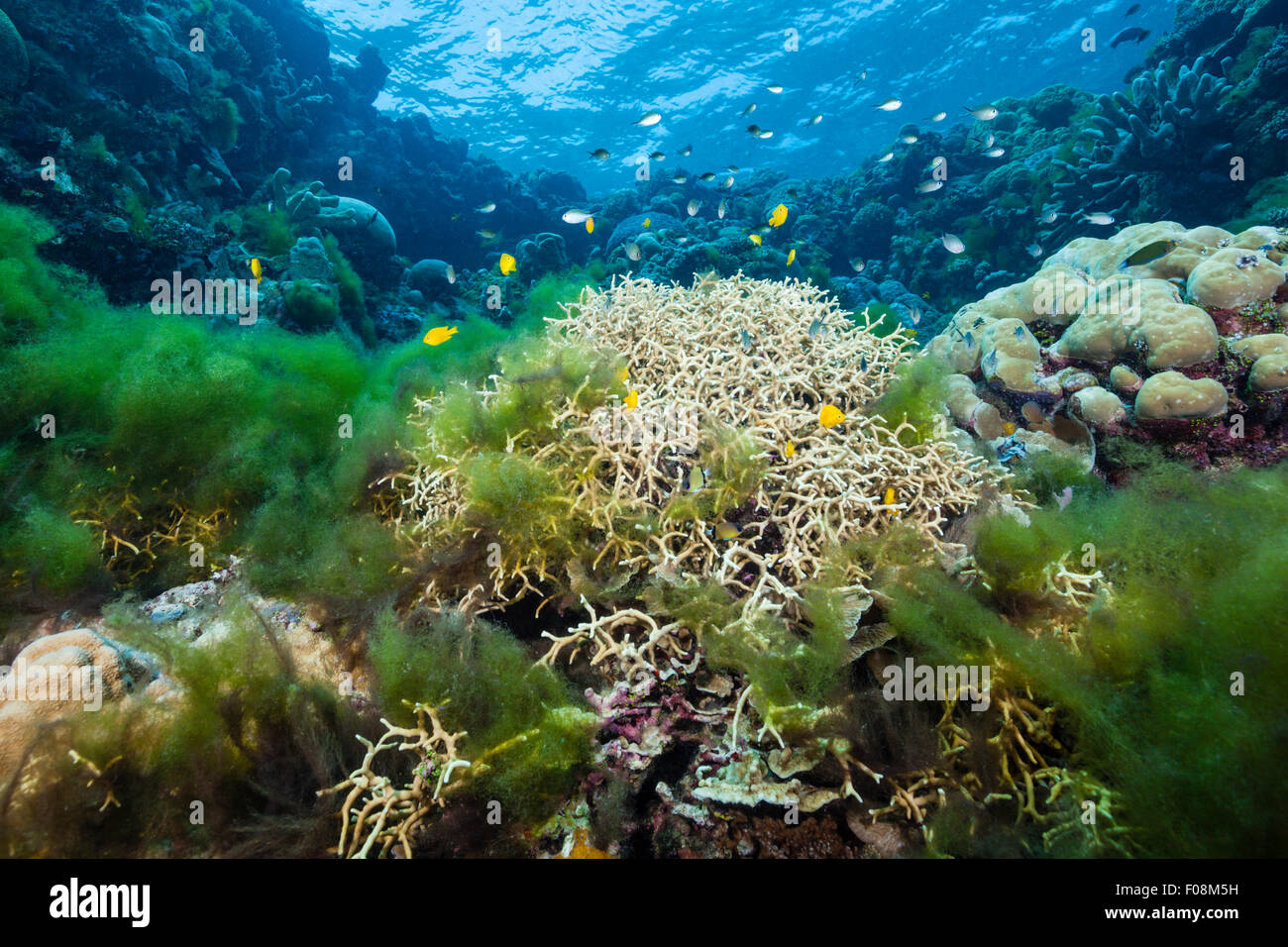 Copertura di alghe Reef, Isole Russell, Isole Salomone Foto Stock