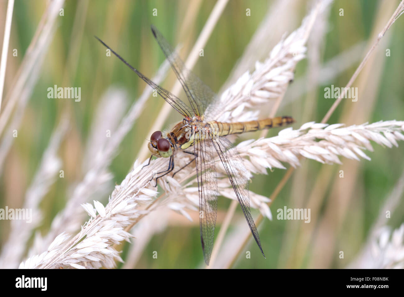 Un comune Darter (Sympetrum striolatum) Dragonfly siede su erba lunga a Tophill bassa riserva naturale in East Yorkshire Foto Stock