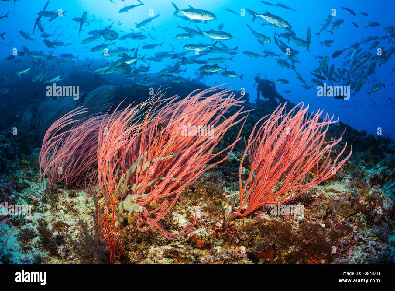 Frustino coralli, Ellisella ceratophyta, Marovo Lagoon, Isole Salomone Foto Stock