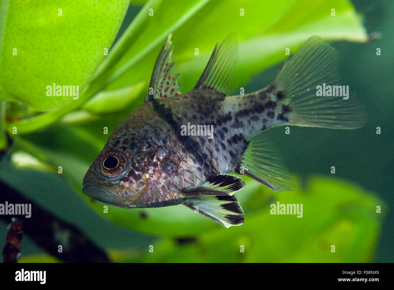 Orbiculated Cardinalfish, Sphaeramia orbicularis, Isole Russell, Isole Salomone Foto Stock