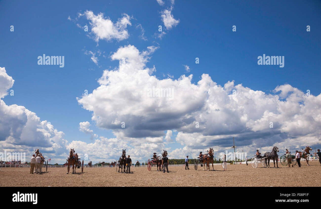 Progetto di cavallo Mostra e Visualizza in Ivy;;Ontario Canada;Essa nazionale canadese progetto espositivo cavallo;Ladies piacere 2 RUOTE CARRELLO Foto Stock