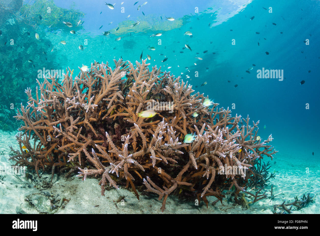 Corallo duro su Reeftop, Acroporoa sp., isole Florida, Isole Salomone Foto Stock