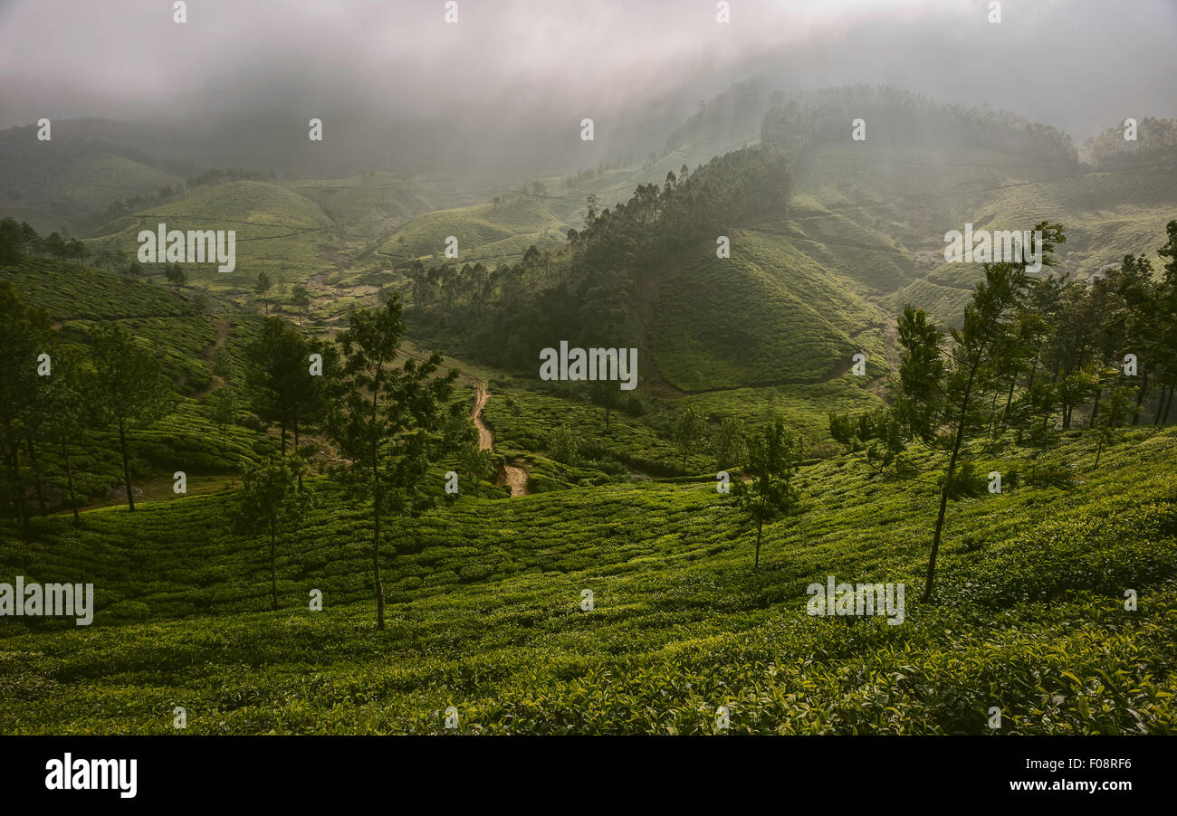 Alba la nebbia si solleva oltre il Kannan Devan colline per rivelare un lussureggiante verde la piantagione di tè . Foto Stock