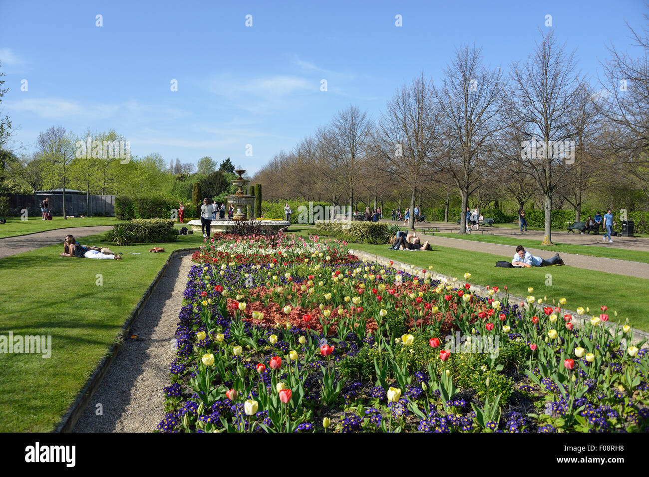 Queen Mary's Gardens in primavera, Regent's Park, London Borough of Camden, Greater London, Inghilterra, Regno Unito Foto Stock