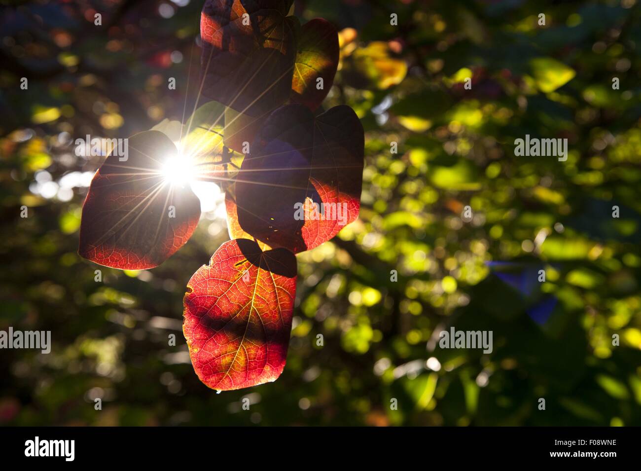 Close-up di rosse foglie di albero a foglie decidue nella luce del sole, retroilluminato Foto Stock