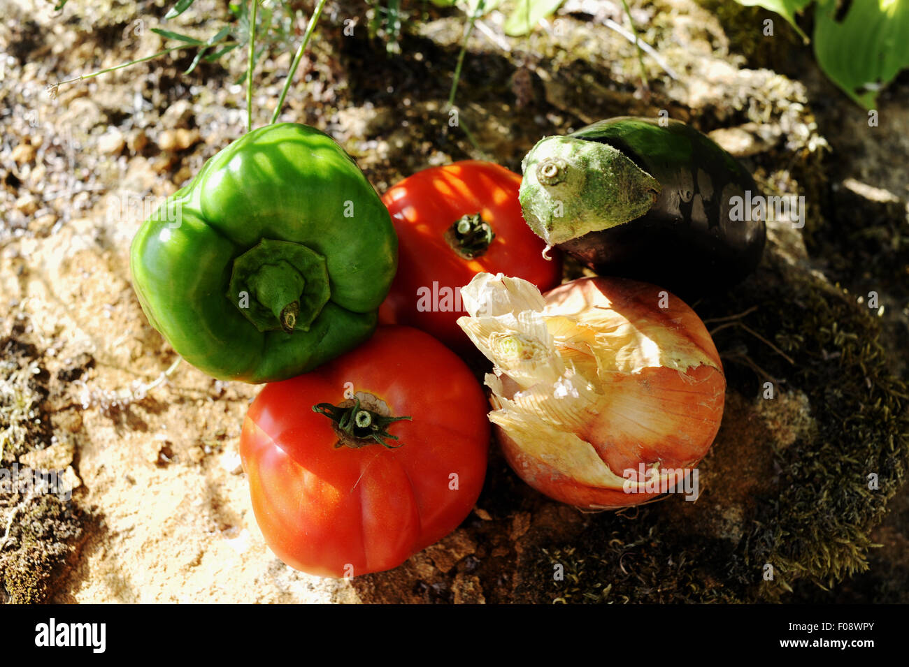 Fresche verdure coltivate da un riparto di cipolla , pomodoro , melanzane e pepe verde Foto Stock