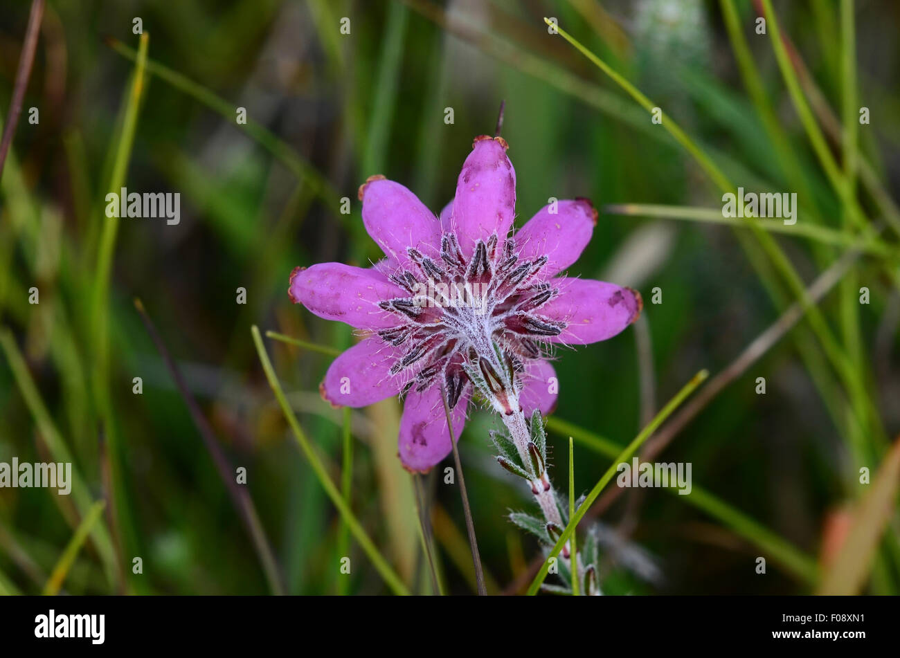 Una vista di cross-lasciava heath heather selvaggio fiore REGNO UNITO Foto Stock