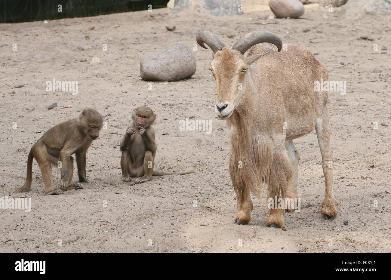 Nord Africana di mufloni (Ammotragus lervia) con due giovani hamadryas babbuini a Dierenpark Zoo di Amersfoort, Paesi Bassi Foto Stock