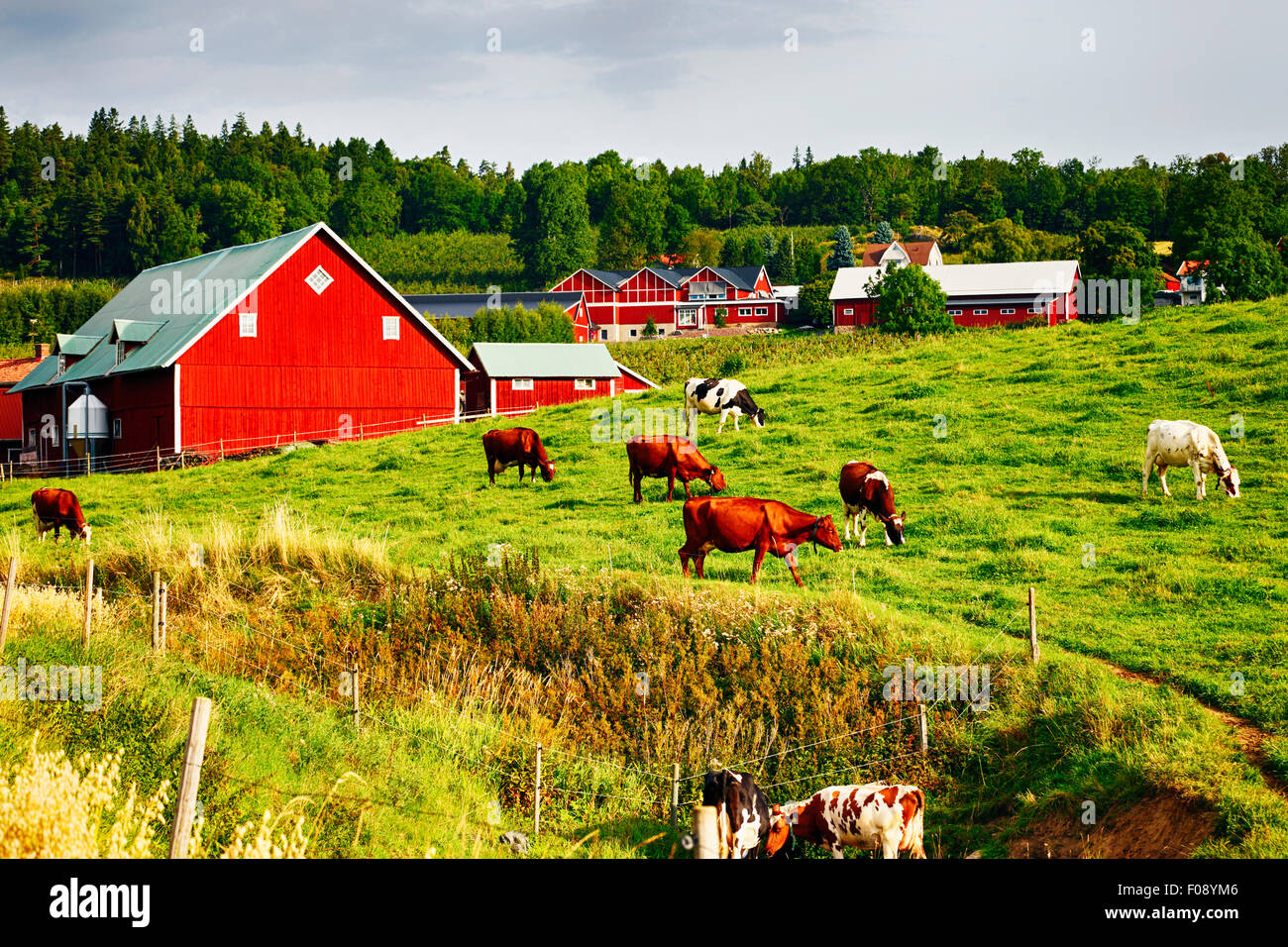 Mucche al pascolo del bestiame in antico paesaggio rurale Foto Stock