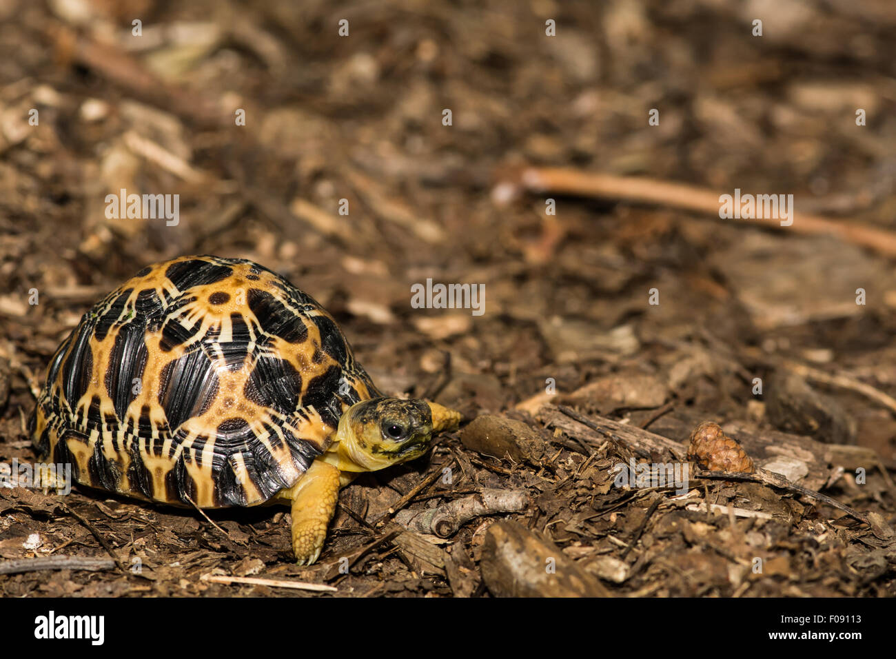 Tartaruga irradiata Foto Stock