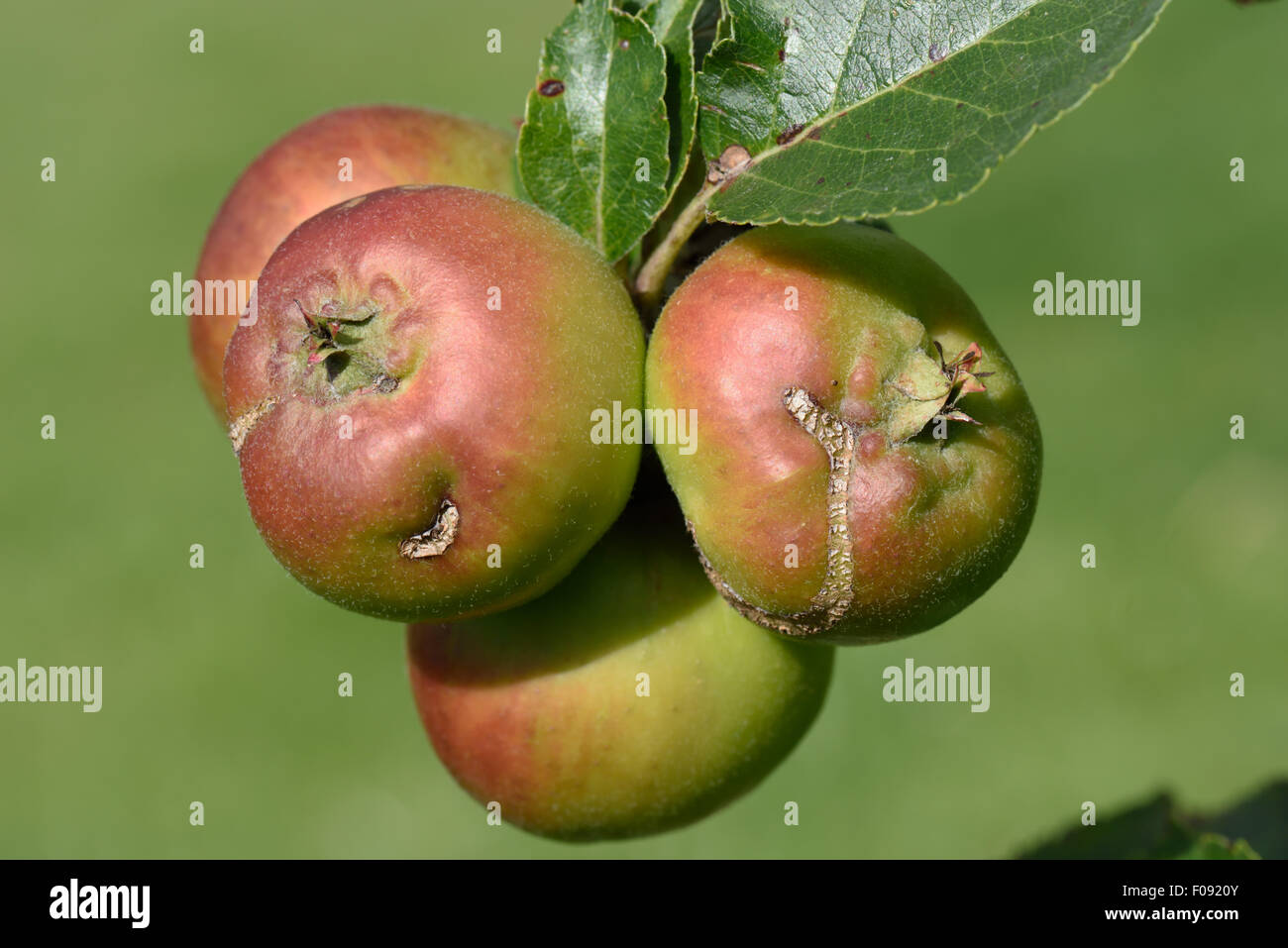 Cicatrici da danni causati da europeo apple sawfly, Holocampa testudinea, alimentazione di inizio in apple lo sviluppo del frutto. Foto Stock