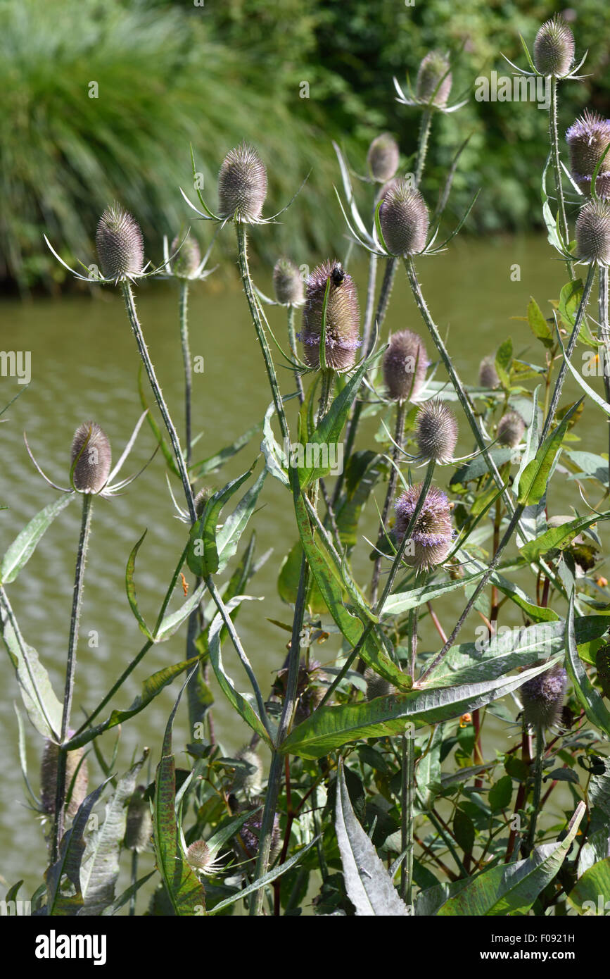 Un teasel Dipsacus fullonum, fioritura sulle rive del Kennet and Avon Canal, uno flowerhead ha un foraggio bumblebee, Berks Foto Stock