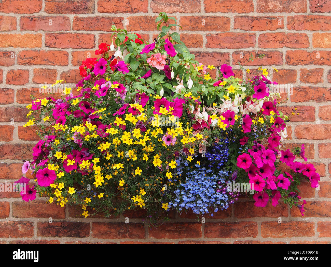 Cestello pendenti contro un muro di mattoni, contenente bidens, gerani, fucsia, lobelia e nelle petunie presi in agosto in Inghilterra. Foto Stock