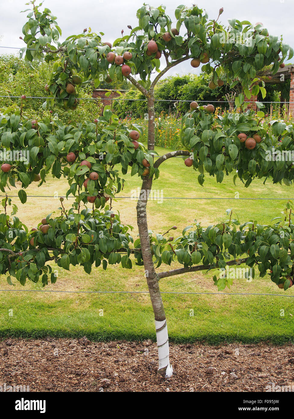 Addestrati a spalliera pera (varietà Beurre Superfin) cresce in un giardino murato nel Cheshire, Inghilterra. Foto Stock