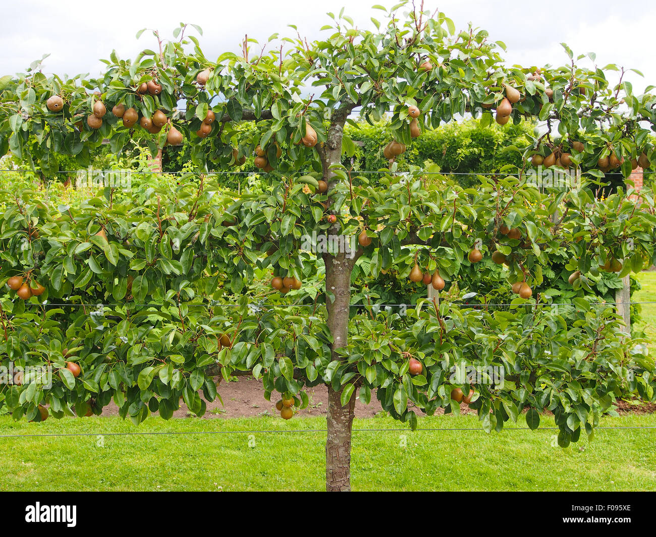 Addestrati a spalliera pera (varietà migliorate la fertilità) cresce in un giardino murato nel Cheshire, Inghilterra. Foto Stock