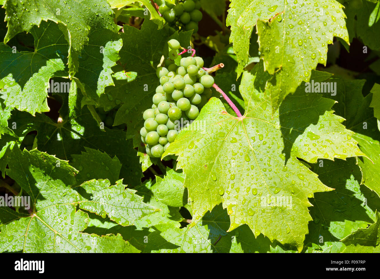 Vitigno, Vitis Brant, maturazione a inizio estate nel Regno Unito Foto Stock