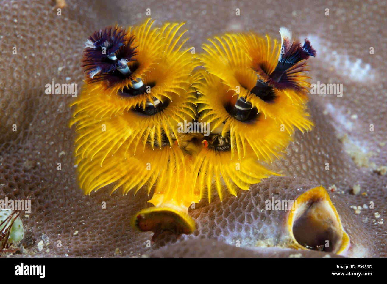 Giallo Christmas-Tree Worm, Spirobranchus giganteus, isole Florida, Isole Salomone Foto Stock