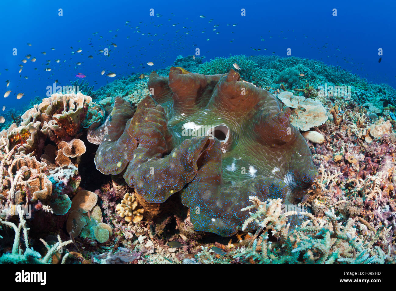 Vongola gigante in Coral Reef, Tridacna squamosa, Maria Island, Isole Salomone Foto Stock