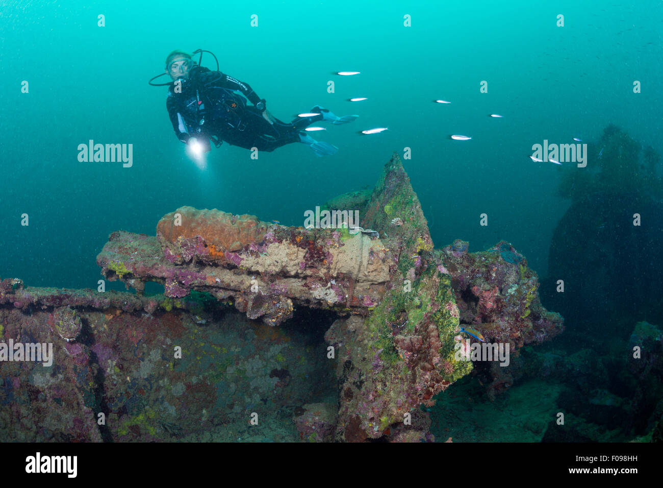 Diver al relitto giapponese 2, Marovo Lagoon, Isole Salomone Foto Stock