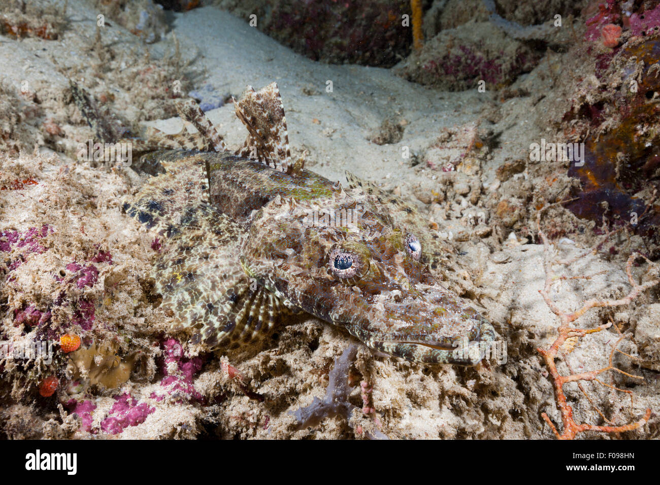 Beauforts Crocodilefish, Cymbacephalus beauforti, Marovo Lagoon, Isole Salomone Foto Stock