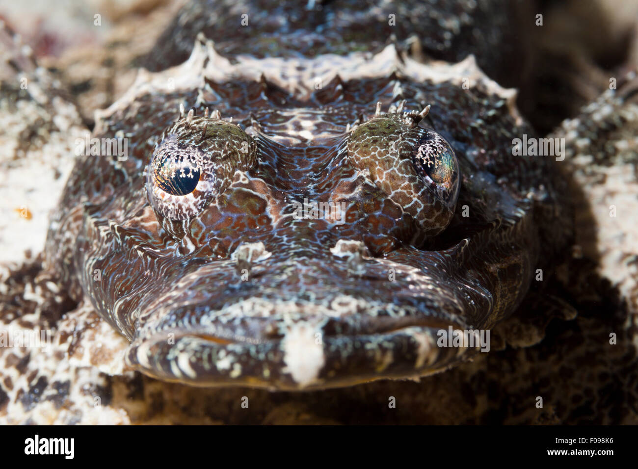 Beauforts Crocodilefish, Cymbacephalus beauforti, Marovo Lagoon, Isole Salomone Foto Stock