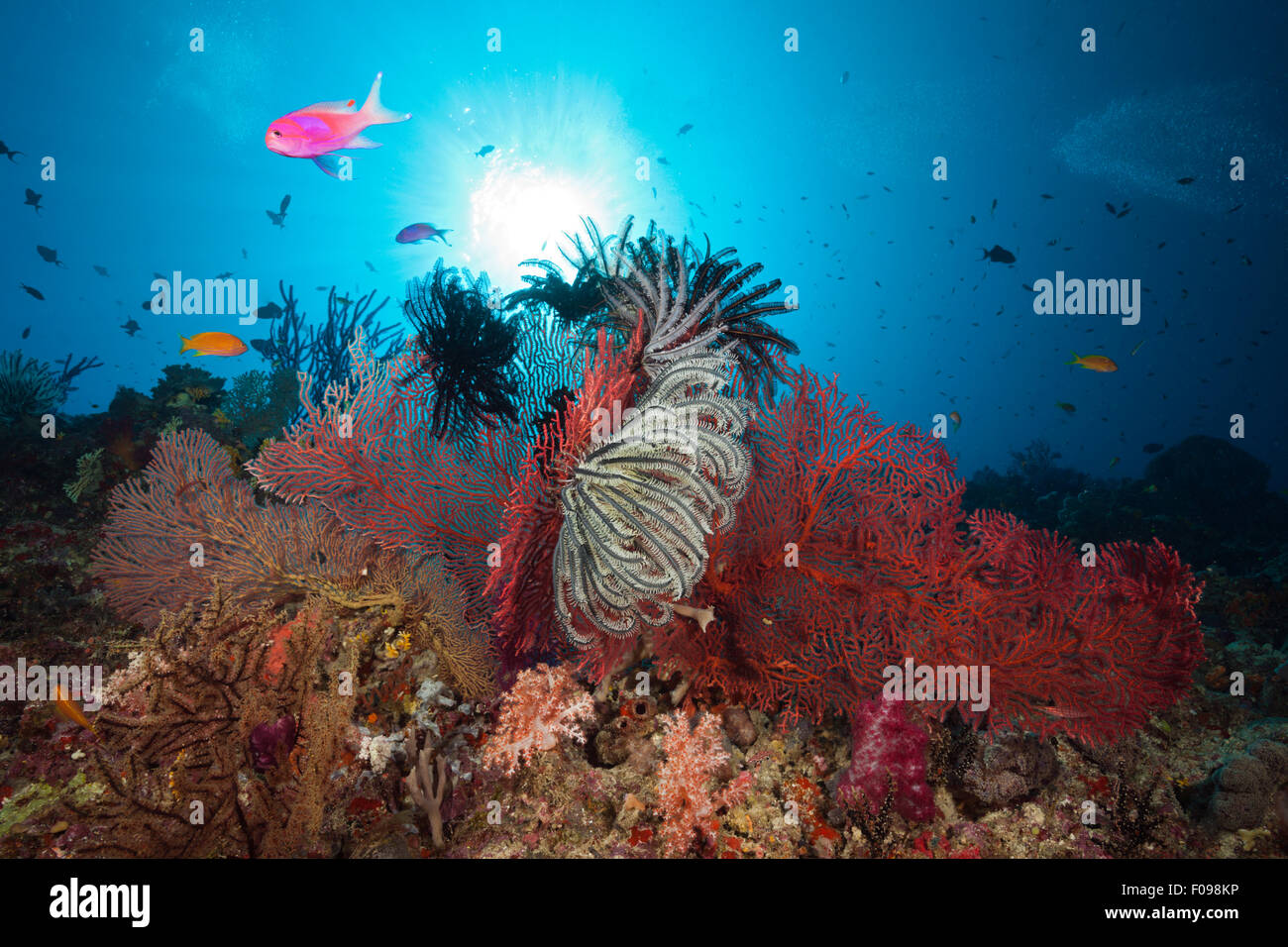 Isole del mar dei coralli immagini e fotografie stock ad alta risoluzione -  Alamy