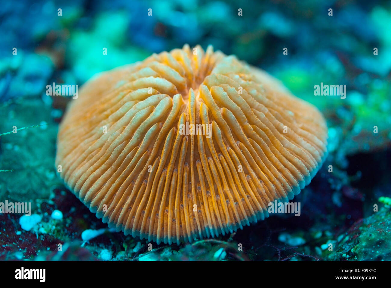 Fungo fluorescente corallo, Fungia fungites, isole Florida, Isole Salomone Foto Stock